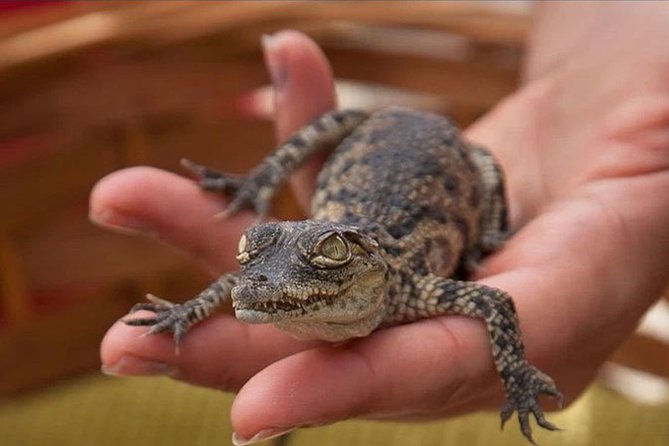 Crocodile Park Zoo Admission Ticket in Agüimes - Show and Feeding Times