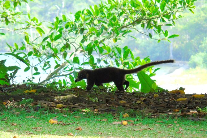 Cruiseline Excursion Colon: Rainforest, San Lorenzo Fort and Canal Expansion - Tour Inclusions and Logistics