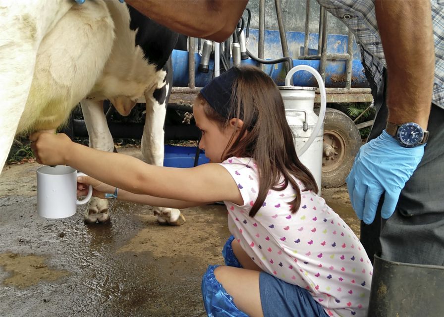 Dairy Farm Visit and Cow Milking Experience in Azores - Important Details