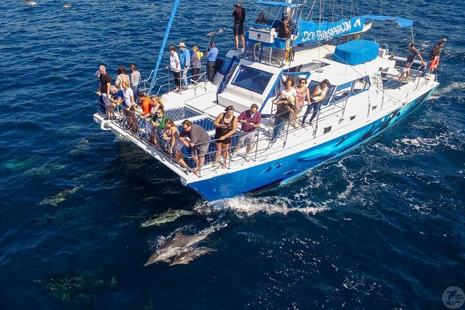 Dana Point Dolphin and Whale Watching Eco-Safari - Vessel Inspection