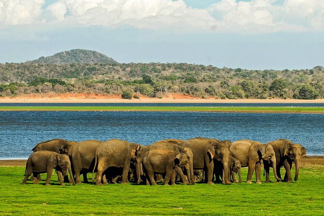 Day Tour to Minneriya National Park,Sigiriya & Dambulla From Kandy - Additional Information