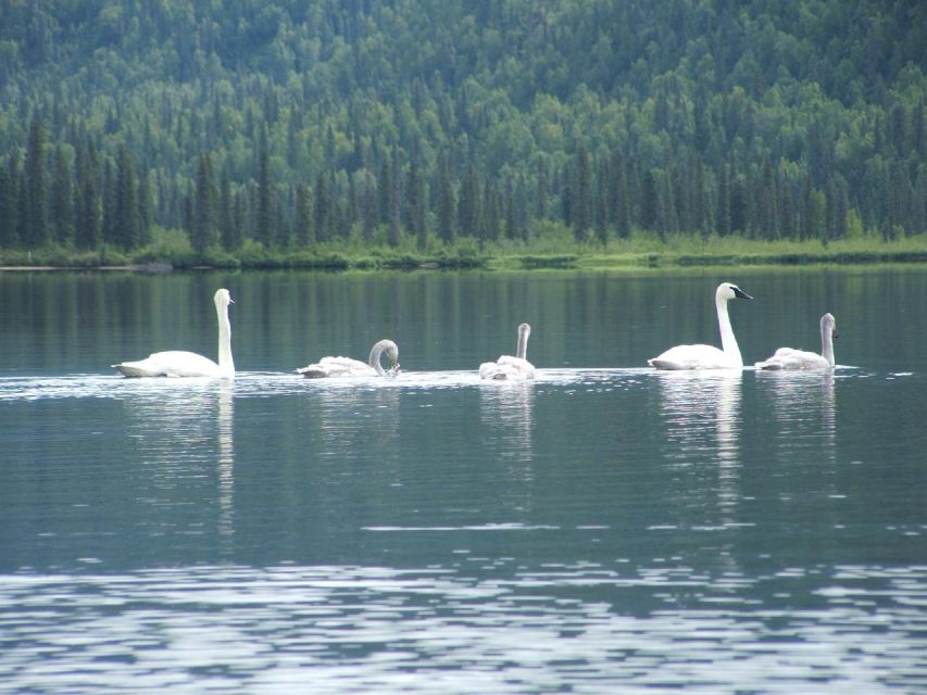 Denali State Park: 2.5 Hour Byers Lake Kayaking Tour - Cancellation Policy