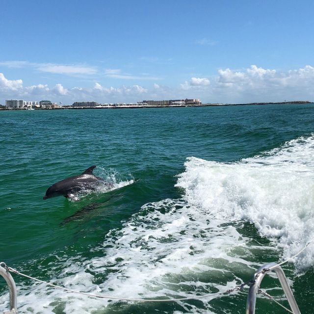 Destin: Dolphin Watch Cruise - Daytime or Sunset Cruise