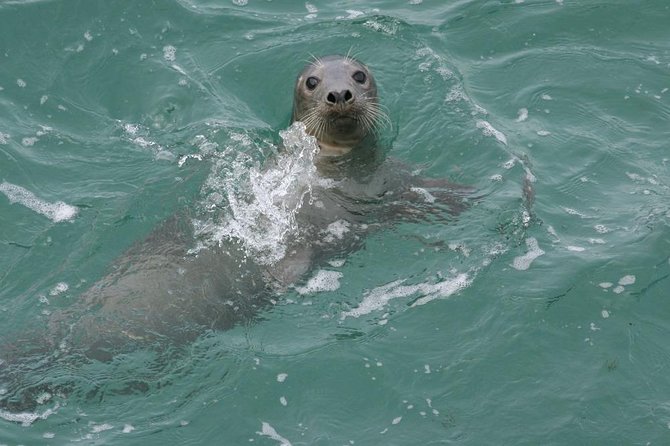 Dingle Boat Tours Wildlife RIB Adventure - Cancellation Policy and Refunds