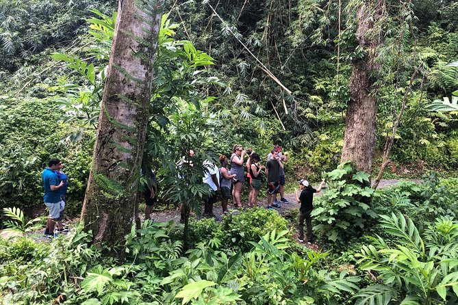 Discover El Yunque: Half-Day Rainforest Tour - Pickup and Drop-off Locations