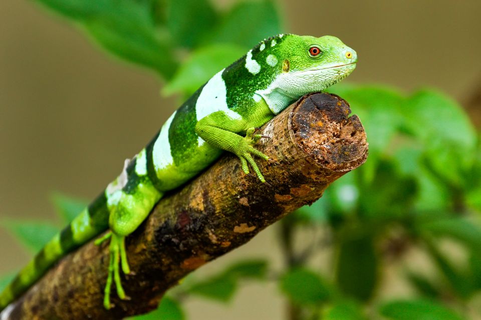 Discover Fijian Culture and Reptiles - Sigatoka Market Exploration