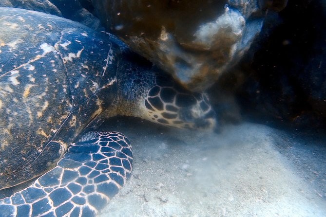 Discover Scuba Diving, Try Dive for Beginners ( Start at Ko Kut) - Physical Fitness Requirements