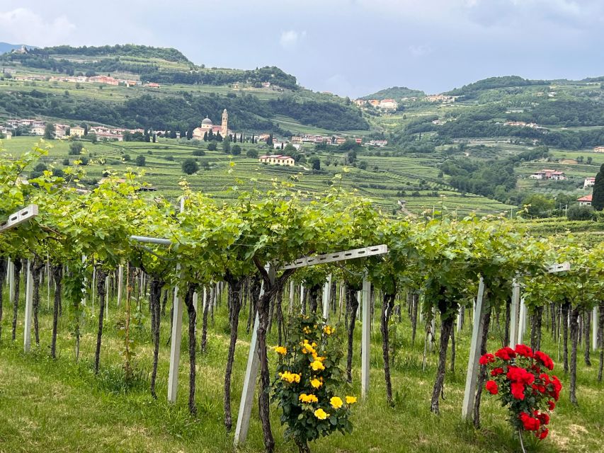 Discover the Valpolicella: 3 Wineries, Lunch & Amarone Focus - Guided Wine Tasting Experience