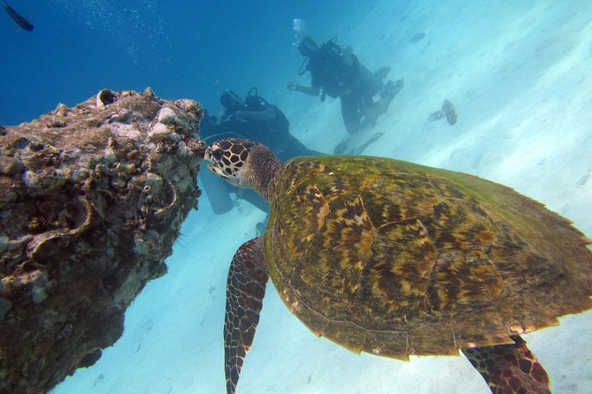 Diving Tour for Certified Divers From Koh Samui - Meeting and Pickup Arrangements