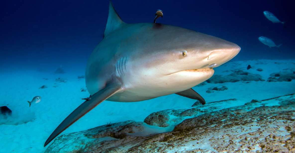 Diving Trip With Bull Sharks in Playa Del Carmen - Frequently Asked Questions