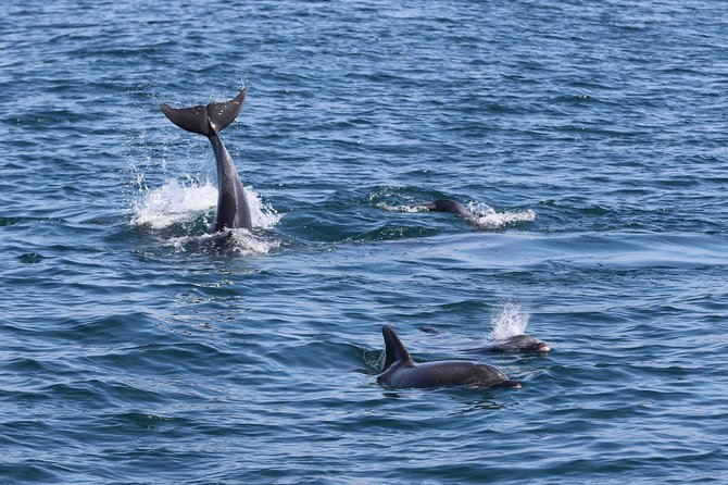 Dolphin Search - Dolphin Quest - Confirmation and Availability Information