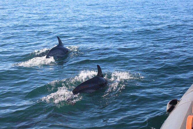 Dolphin Watching + 2 Islands Tour - From Faro - Booking and Cancellation Policy