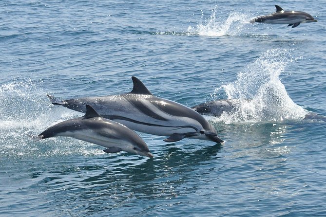 Dolphin Watching in Gibraltar & Fast Track Priority Cable Car - Confirmation and Accessibility Information