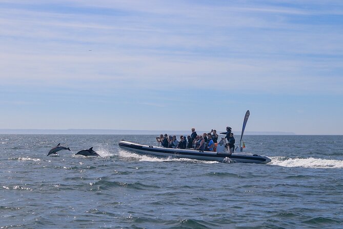 Dolphin Watching in Lisbon - Included Equipment and Facilities