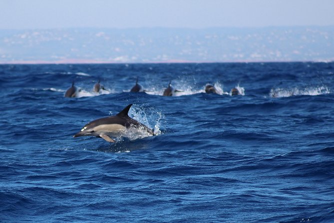 Dolphin-Watching in Marina De Lagos - Accessibility and Recommendations