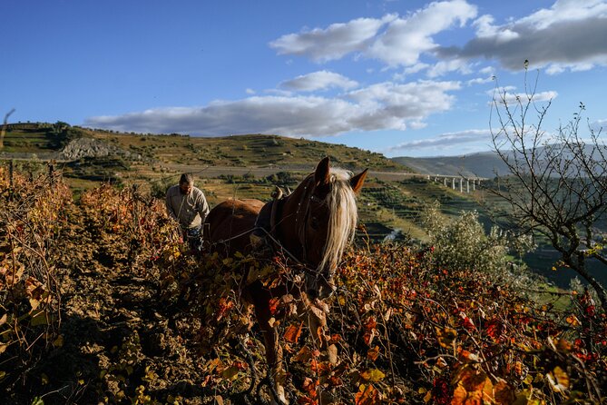 DOURO VALLEY in 8 Pax Groups W/ 2 Wineries, Lunch and 1h Cruise - Minimum Numbers and Cancellation