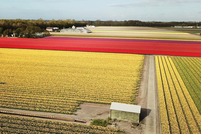 Drive It Yourself Electric Tulip and Flower Fields GPS Audio Tour - Bloom Period