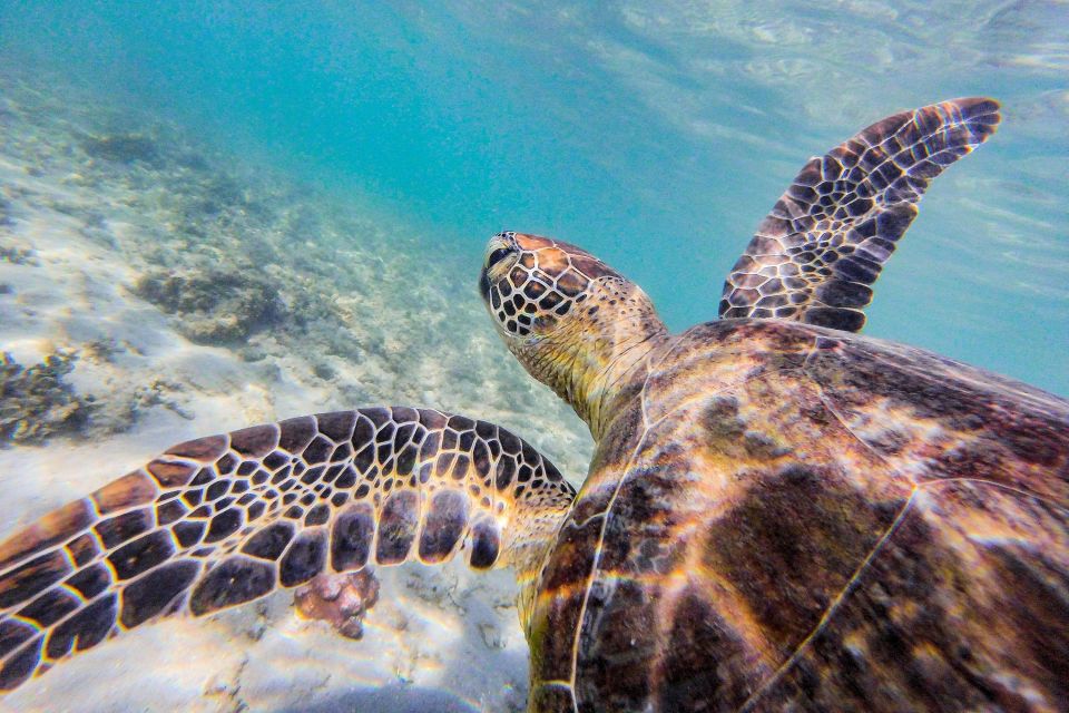 Dunk Island Day Tour | Cairns Day Return - Requirements