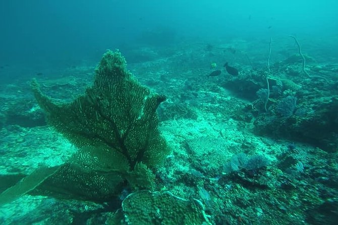 East Bali Spear Or Line Fishing Tour At Virgin Beach - Views and Activities