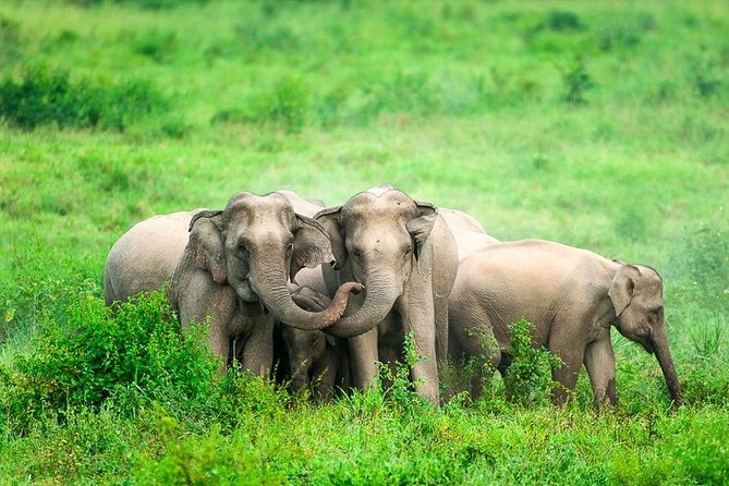 Elephant and Wildlife Watching in Kuiburi National Park - Private Afternoon Tour - Pricing and Cancellation Policy