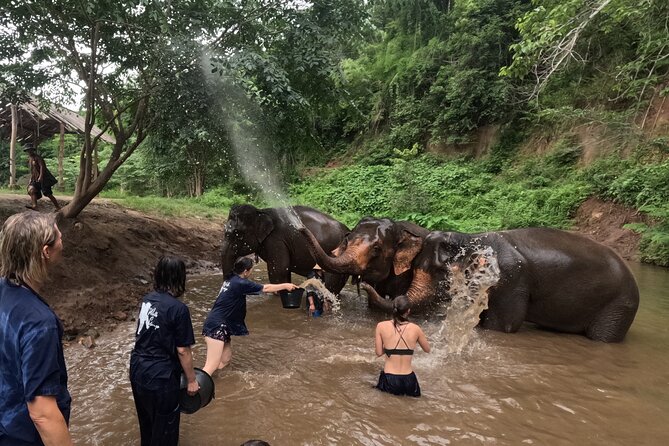 Elephant Care Program at Chiangmai Elephant Care - Pricing and Booking Options