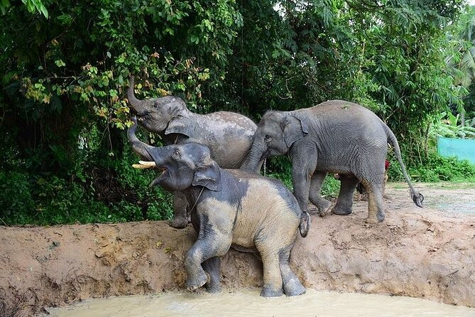 Elephant Nature Care, the Largest Elephant Sanctuary on Koh Samui - Confirmation and Accessibility