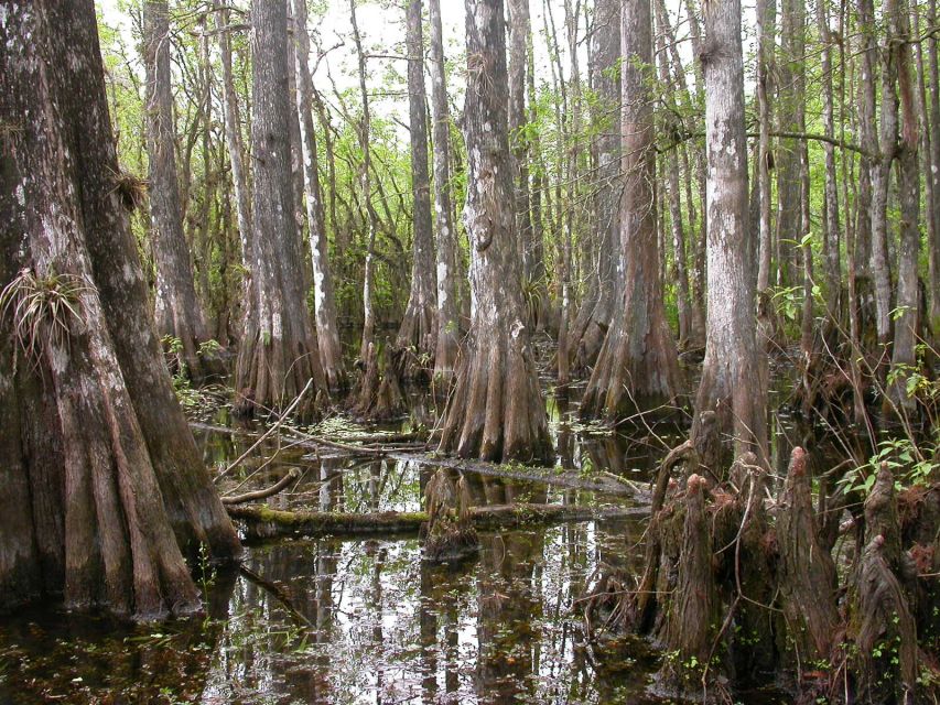 Everglades Day Safari From Sanibel, Fort Myers & Naples - Important Information