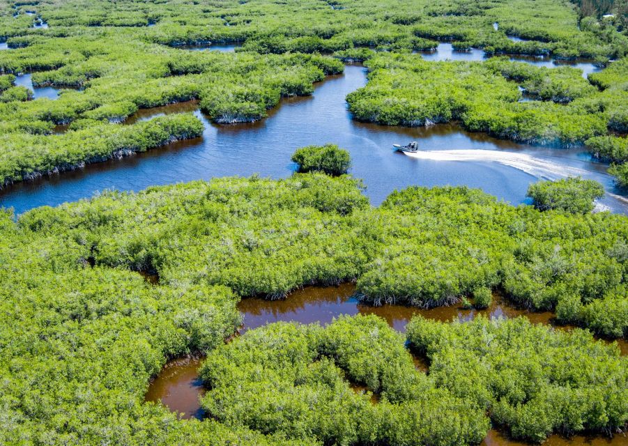 Everglades: Mangrove, Grassland Airboat Tours, & Boardwalk - Highlights