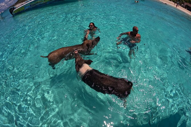 Exuma Island Hopping & Swimming Pigs Tour With Lunch From Nassau - Feeding the Swimming Pigs