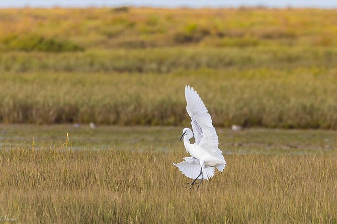 Faro - Ria Formosa Tour With Visit to 2 Islands (Deserta, Farol) 3.5 Hours - Logistics and Availability