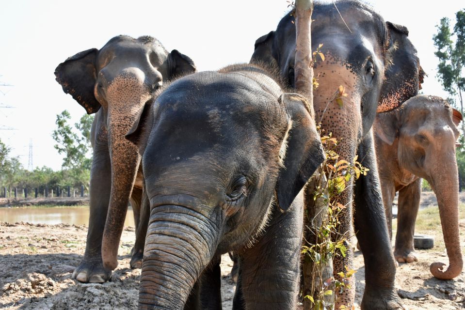 From Bangkok: Wildlife Rescue and Elephant Rescue Tour - Elephant Refuge