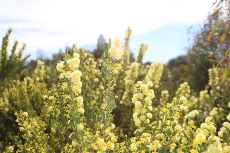 From Busselton: Half-Day Coastal and Wildlife Eco Tour - Customer Reviews