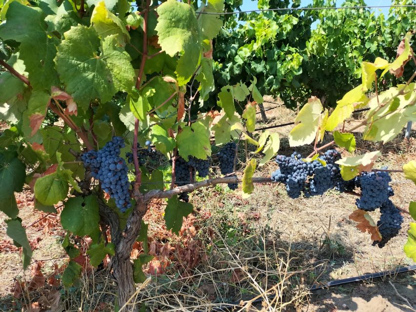 From Cagliari: Wine Cellar Tour With Tastings - Guided Tour of the Stunning Cellars