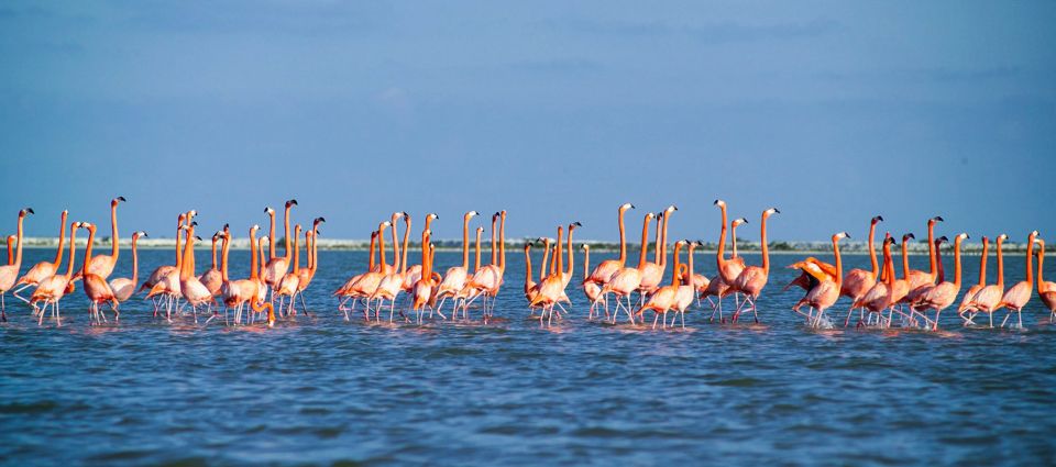 From Cancun: Rio Lagartos & Las Coloradas Day Trip & Lunch - Visit to Las Coloradas