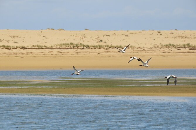 From Faro: Ria Formosa Eco Tour Guided by Marine Biologist - Additional Information