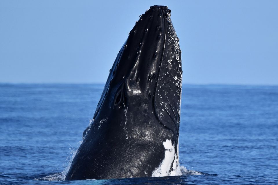 From Fremantle: 2-Hour Luxury Whale-Watching Cruise - Booking Information