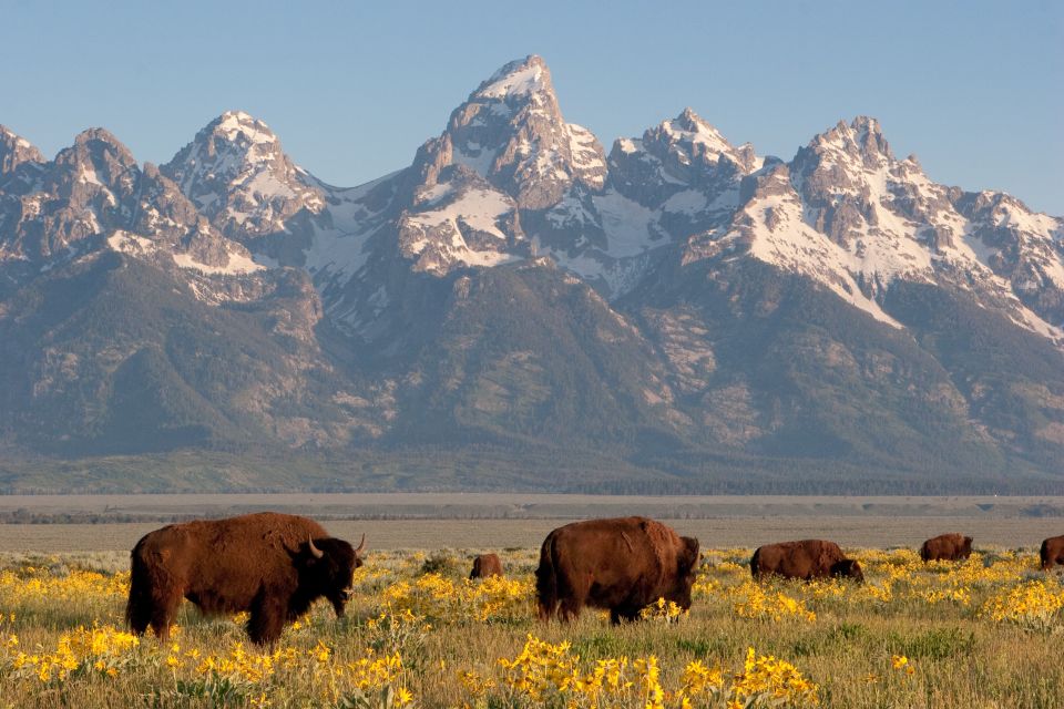 From Jackson Hole: Half-Day Grand Teton Wildlife Tour - Stunning Alpine Scenery