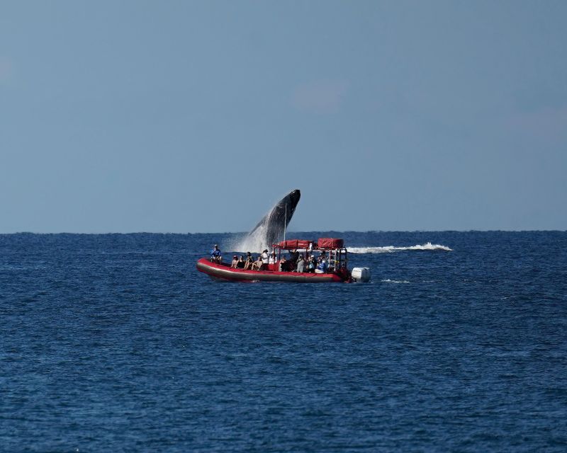 From Kihei: Guided Humpback Whale Migration Cruise - Meeting Point