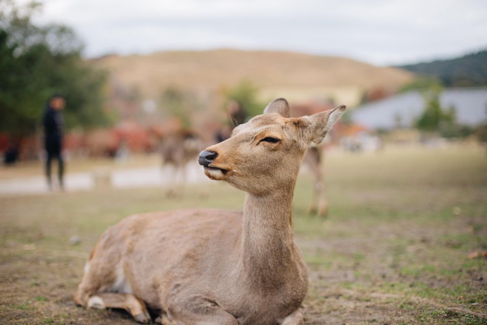 From Kyoto or Osaka: Private Walking Tour Through Nara - Meeting Point and Duration