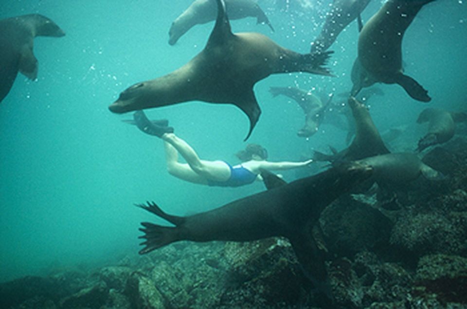 From La Paz: Swim With Sea Lions & Espíritu Santo Boat Tour - Swimming With Sea Lions