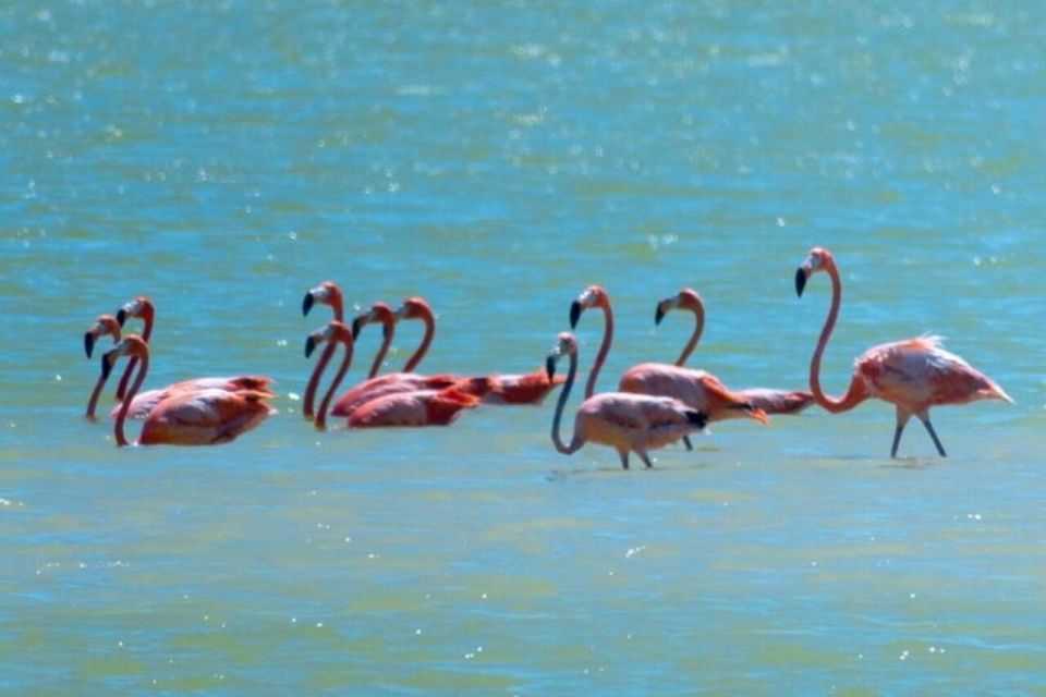 From Merida: Tour to Las Coloradas and Rio Lagartos - Cancunito Virgin Beach