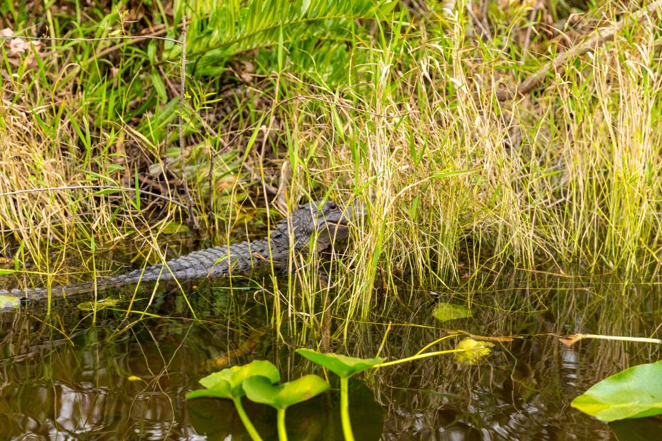 From Miami: Everglades Wildlife Show, Airboat & Bus Transfer - Alligator Encounter Show