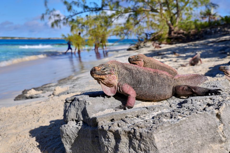 From Nassau: Exuma Swimming Pigs, Sharks and More - Encounter Friendly Sharks