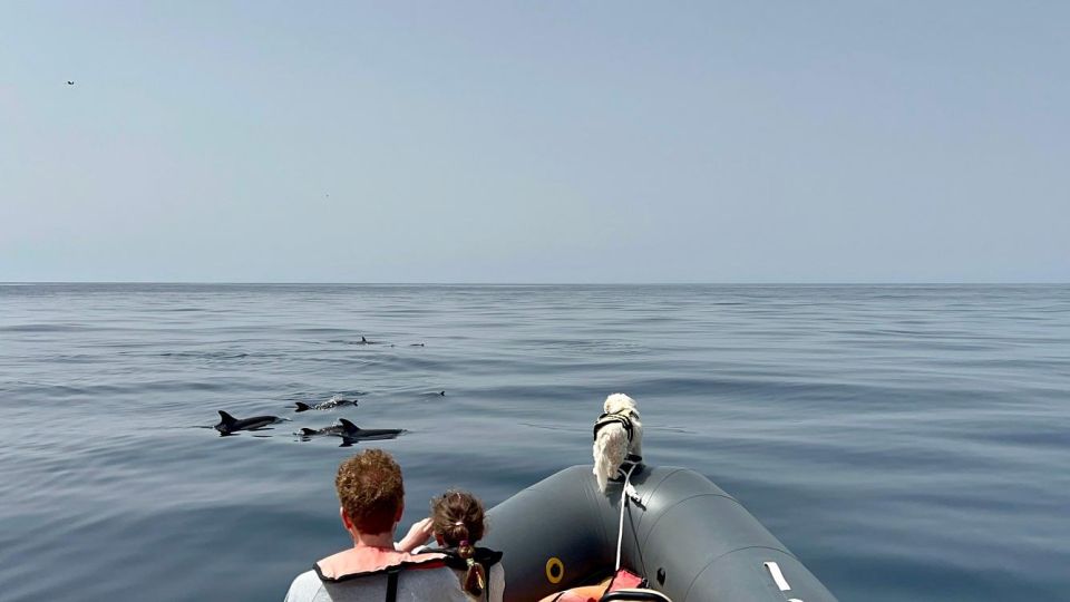 From Portimão: Dolphin Watch & Lagos Coastline With Biologist - Inclusions and Exclusions