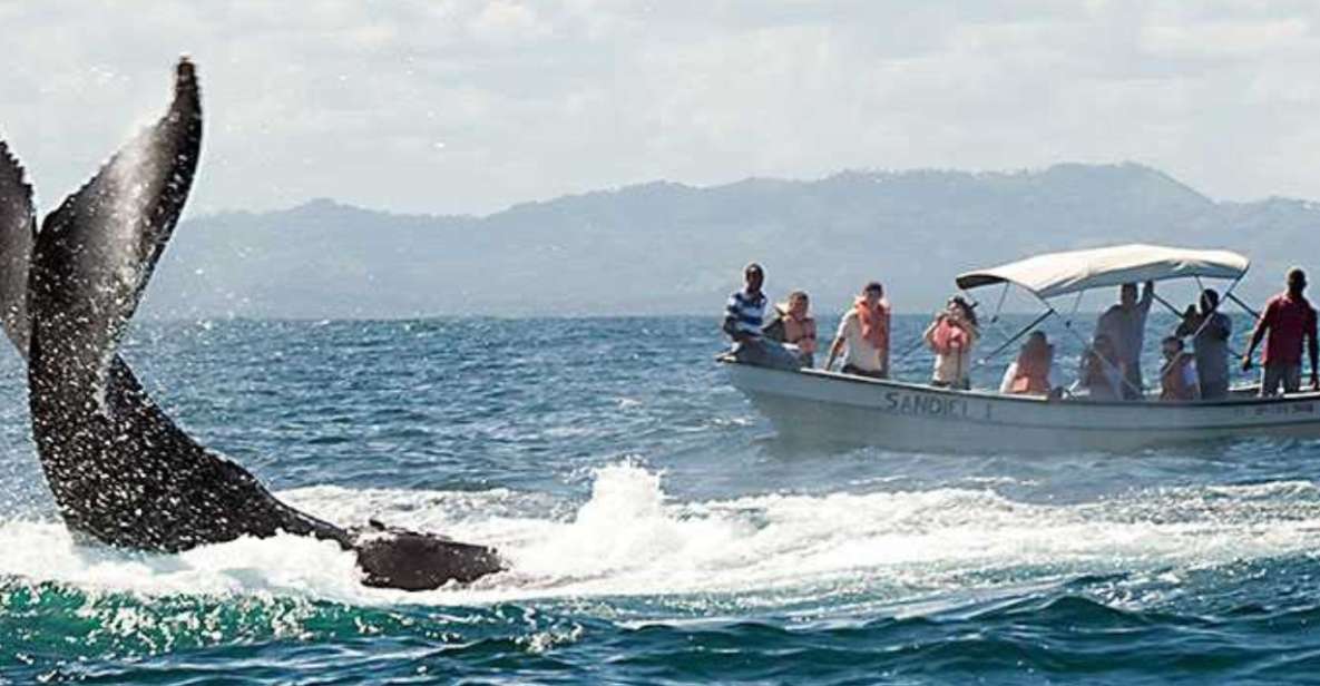 From Punta Cana: Samana Cayo Levantado / Whales - Itinerary Overview