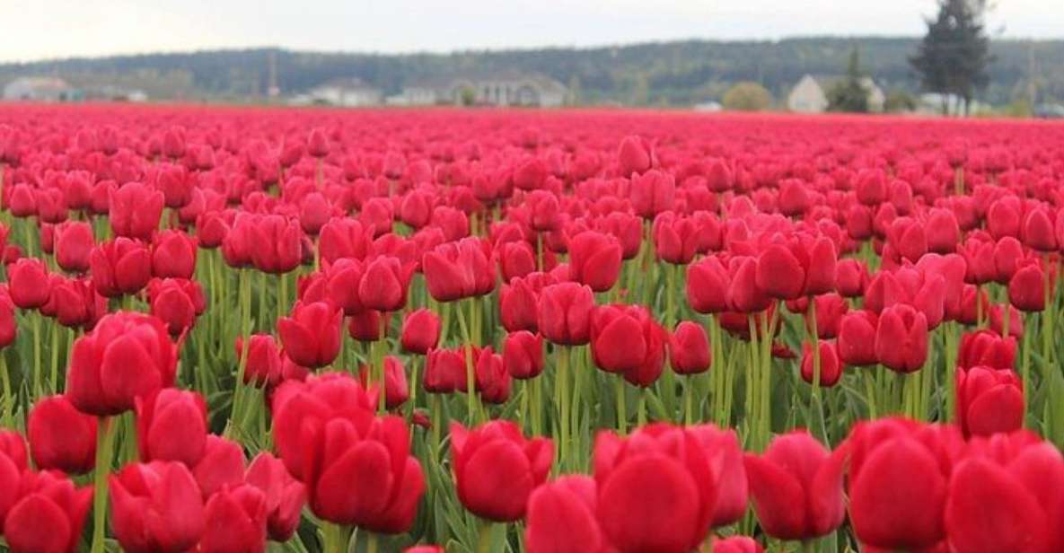 From Seattle:Tulip Festival at Skagit Valley and La Conner - Cancellation Policy and Pickup