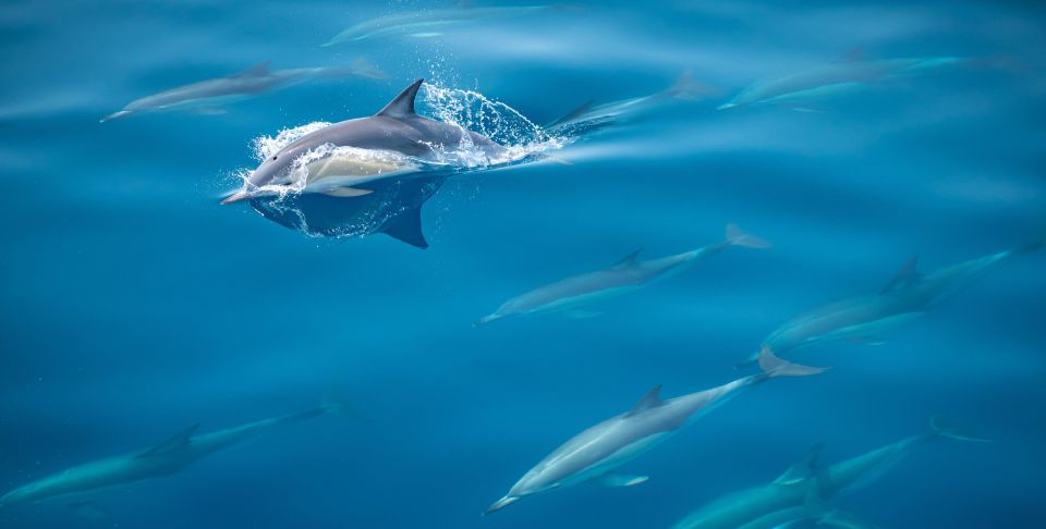 From Tauranga: Half-Day Swimming With Dolphins Tour - Inclusions