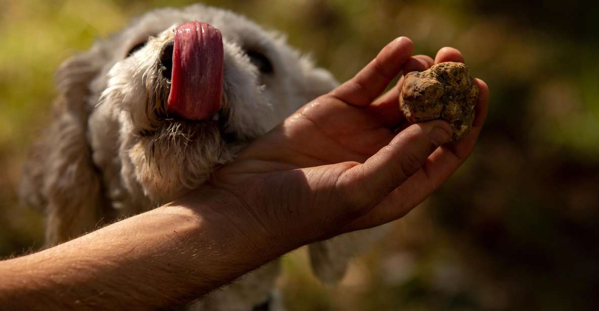 From Tortona: Piedmont Truffle Hunting Experience - Truffle Hunting in the Forest