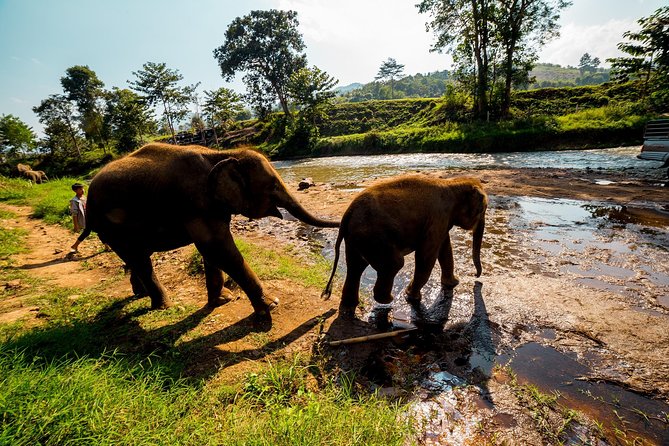 Full-Day Guided Tuk Tuk Chiang Mai Adventure and Rafting - Reviews