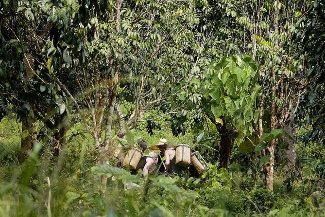 Full-Day Phuket Elephant Sanctuary Tour With Lunch and Dinner - Tour Logistics and Reviews